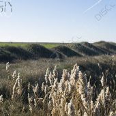 Валы укрепления у Чонгарского мост - Земляные валы укрепления у Чонгарского моста. Внутри образовался естественный пруд. dsc_7868
